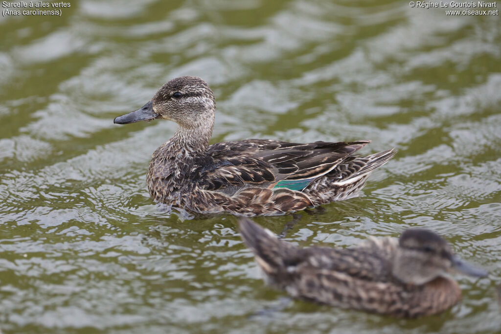 Green-winged Teal female