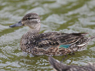 Sarcelle à ailes vertes