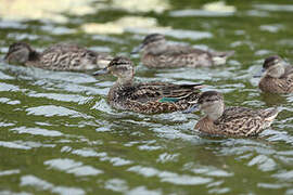 Green-winged Teal