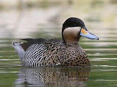 Silver Teal