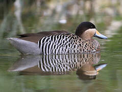 Silver Teal