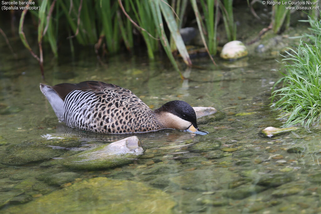 Silver Teal