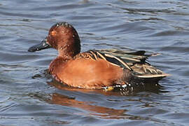 Cinnamon Teal