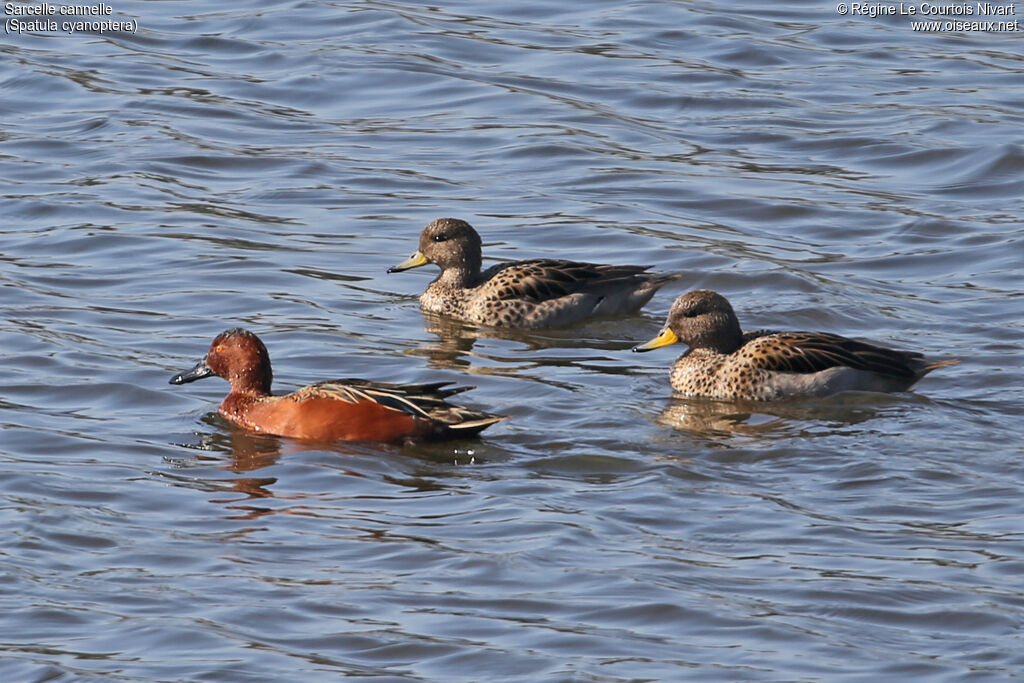 Cinnamon Teal