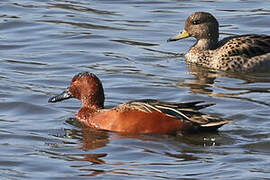 Cinnamon Teal