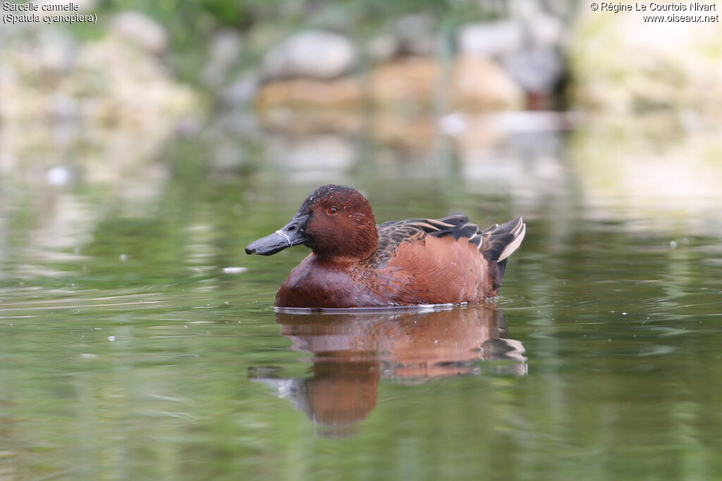 Cinnamon Teal male