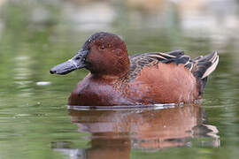 Cinnamon Teal