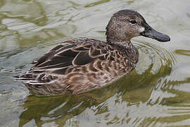 Cinnamon Teal