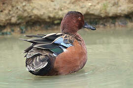 Cinnamon Teal