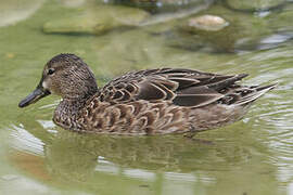 Cinnamon Teal