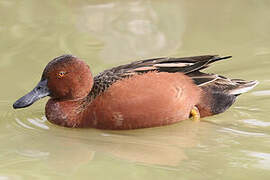 Cinnamon Teal