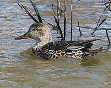 Eurasian Teal