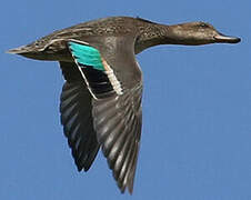 Eurasian Teal