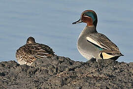 Eurasian Teal