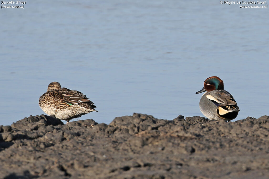 Eurasian Teal