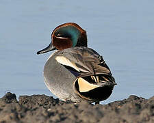 Eurasian Teal