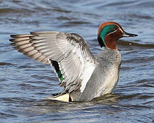 Eurasian Teal