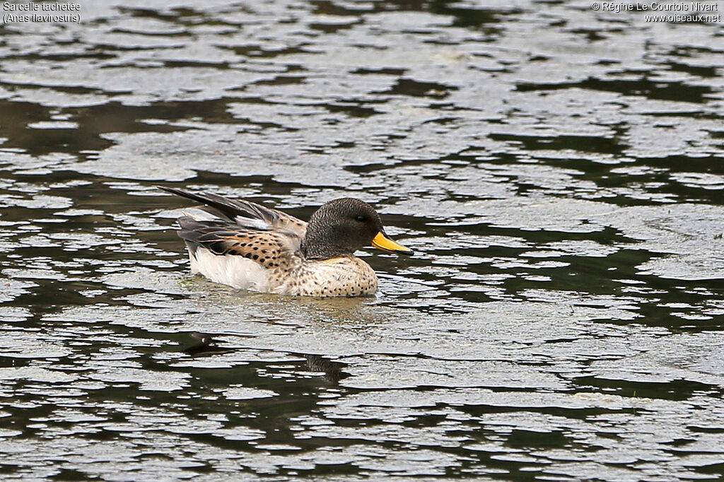 Yellow-billed Teal