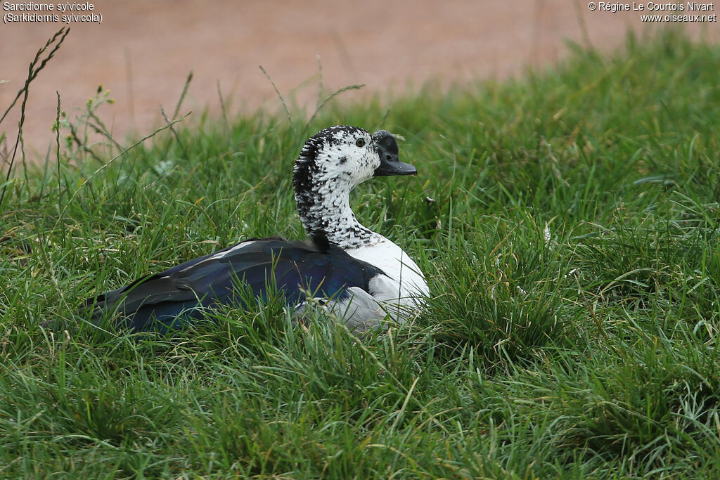 Comb Duck