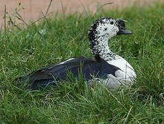 Comb Duck