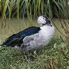Sarcidiorne sylvicole
