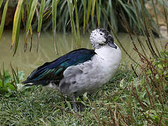 Comb Duck