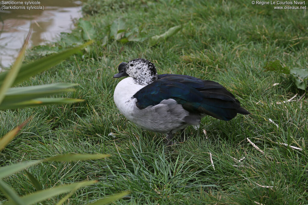 Comb Duck