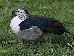 Comb Duck