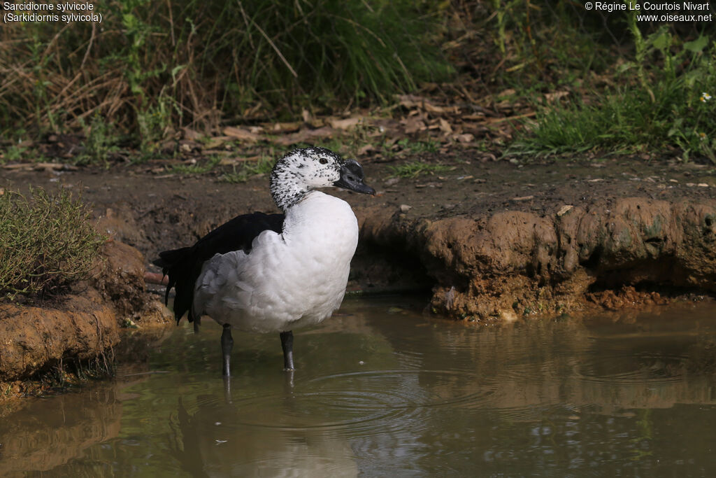 Comb Duck