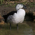 Sarcidiorne sylvicole