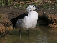 Comb Duck