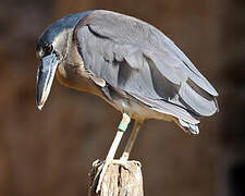 Boat-billed Heron