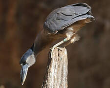 Boat-billed Heron