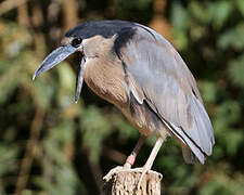 Boat-billed Heron