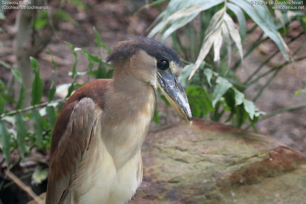 Savacou huppé