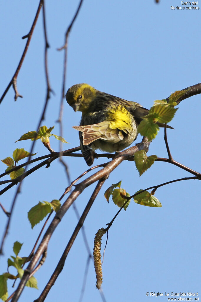 Serin cini, Comportement