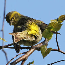 Serin cini