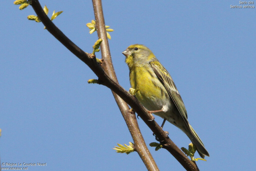 Serin cini mâle