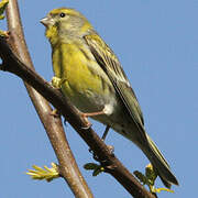 European Serin