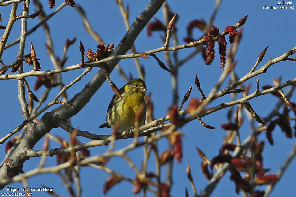 Serin cini