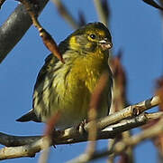 European Serin