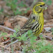 Serin cini