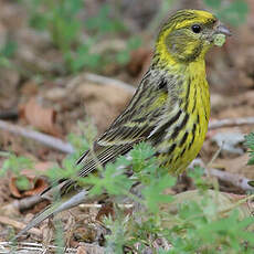 Serin cini