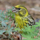 Serin cini