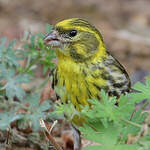 Serin cini