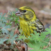 Serin cini