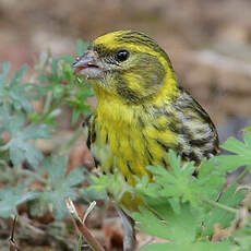 Serin cini