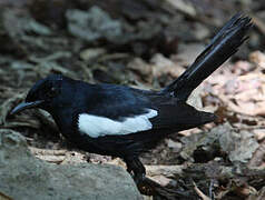 Seychelles Magpie-Robin