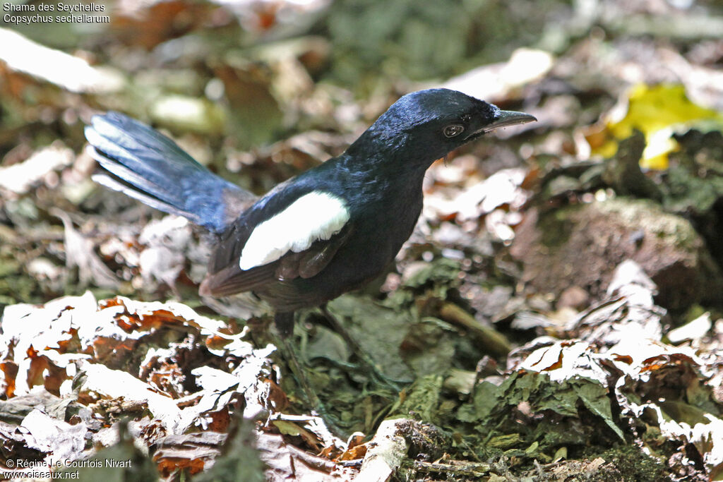 Seychelles Magpie-Robin