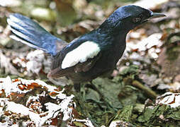 Seychelles Magpie-Robin